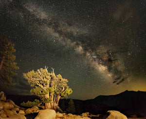 Bristlecone Pine Milky Way