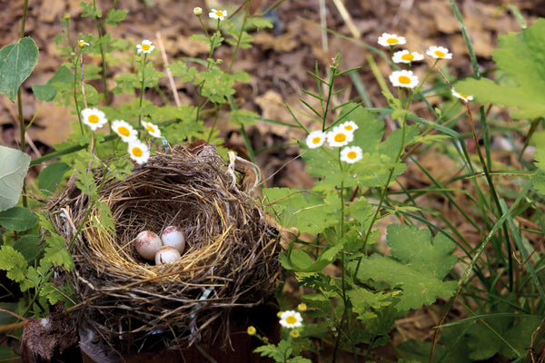 Junco Eggs in  the Sierra