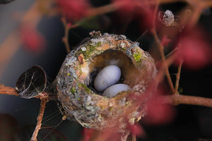 Hummingbird Eggs!