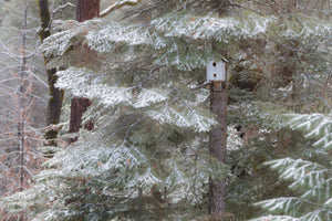 Birdhouse in the Snoooooow