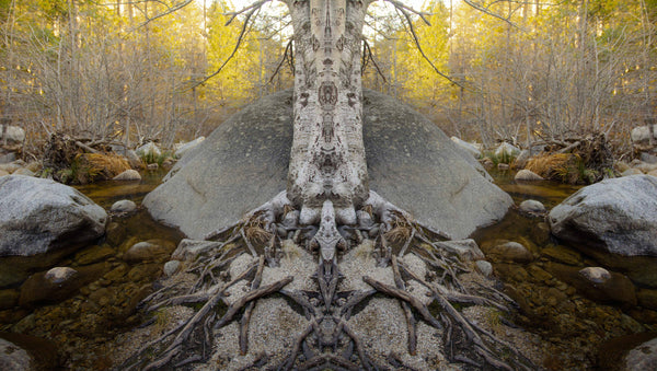 Root Tree Mirrored